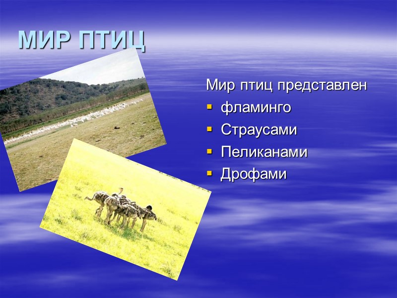 МИР ПТИЦ Мир птиц представлен фламинго Страусами Пеликанами Дрофами